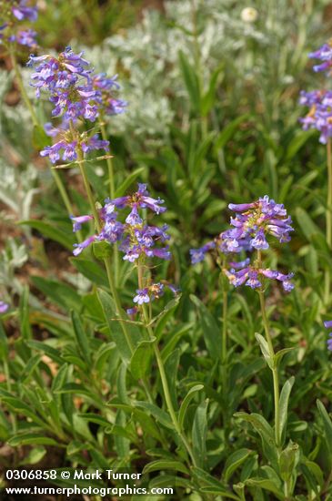 Penstemon procerus
