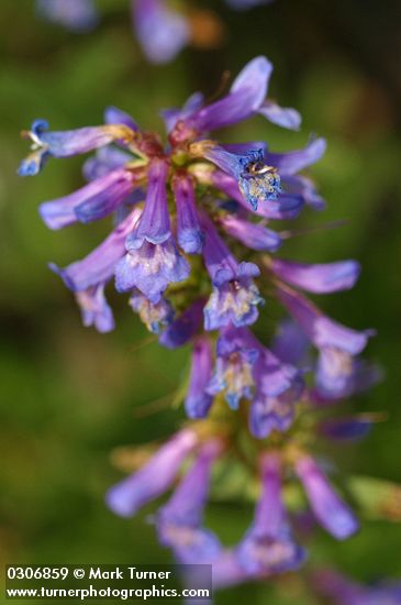 Penstemon procerus