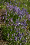 Small-flowered Penstemon