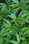 Star False Soloman's Seal blossoms & foliage pattern