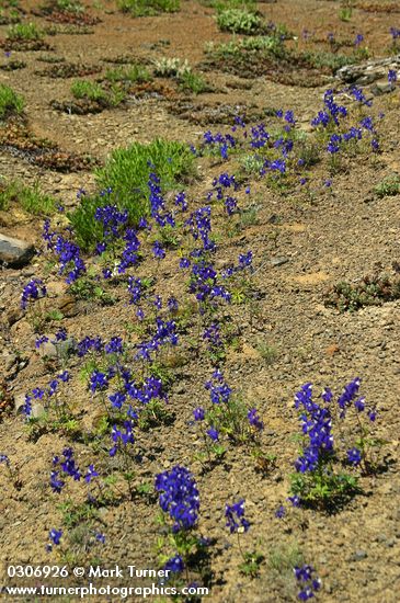 Delphinium menziesii