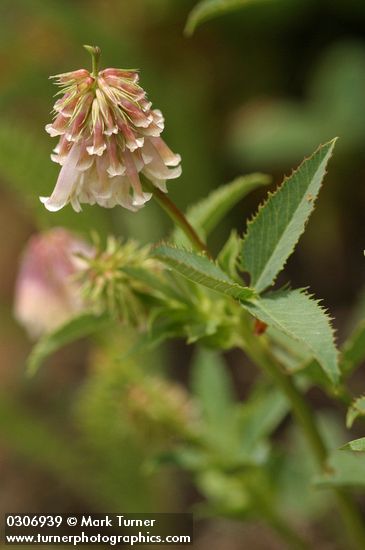 Trifolium productum