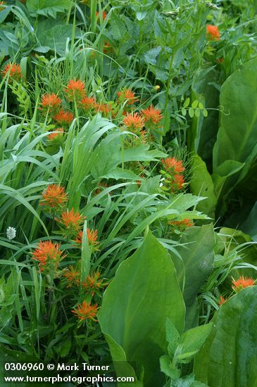 Castilleja hispida
