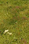 Wet meadow community