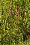 Elephant Head Lousewort