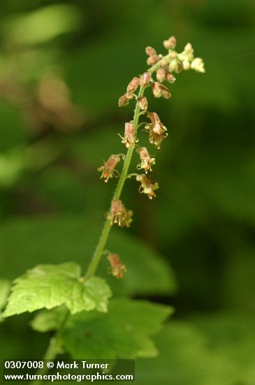 Tolmiea menziesii