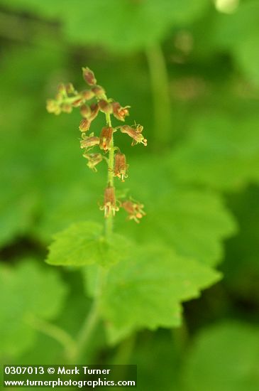 Tolmiea menziesii