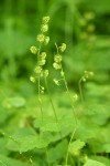 Leafy Mitrewort