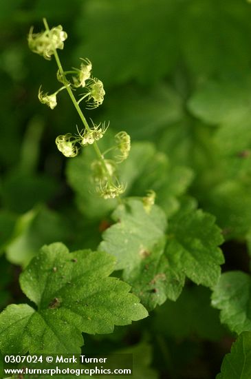 Mitella caulescens