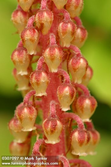 Pterospora andromedea