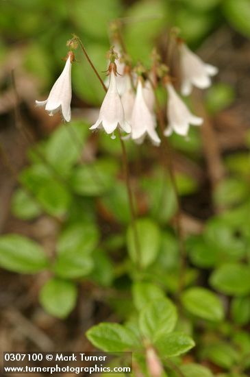 Linnaea borealis