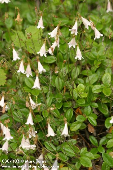 Linnaea borealis