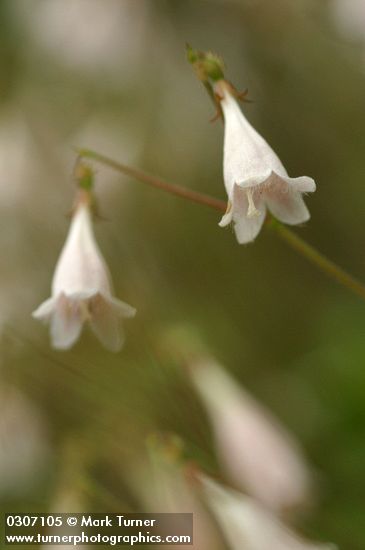 Linnaea borealis