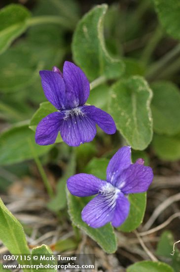 Viola adunca
