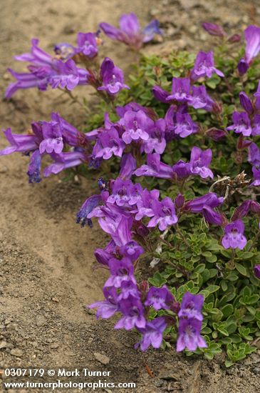 Penstemon davidsonii var. menziesii