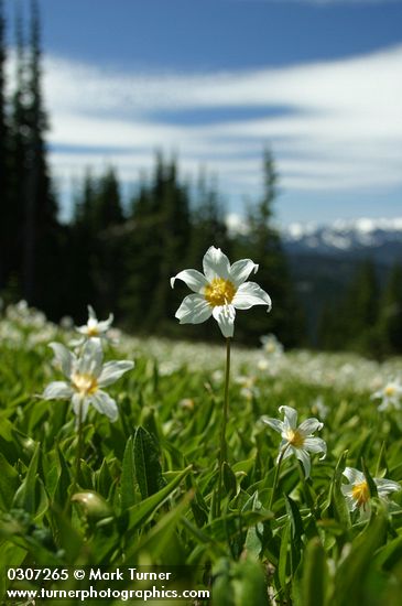 Erythronium montanum