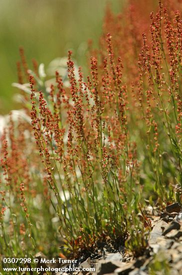 Rumex acetosella