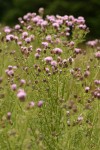 Canada Thistles