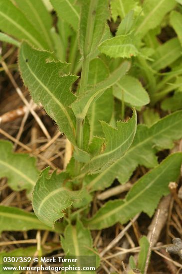 Sonchus arvensis