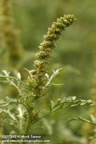 Ambrosia chamissonis