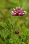 Springbank Clover
