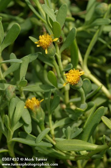 Jaumea carnosa