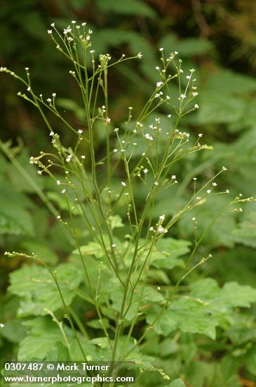 Adenocaulon bicolor