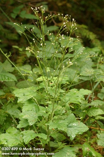 Adenocaulon bicolor