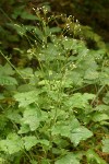 Trail Plant