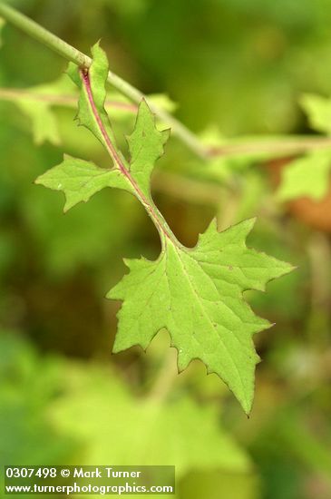 Mycelis muralis (Lactuca muralis)