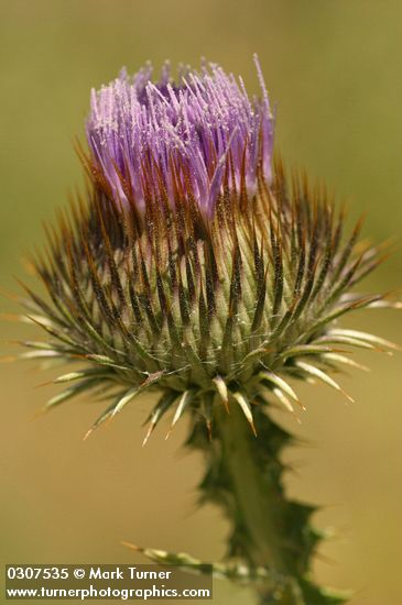 Onopordum acanthium