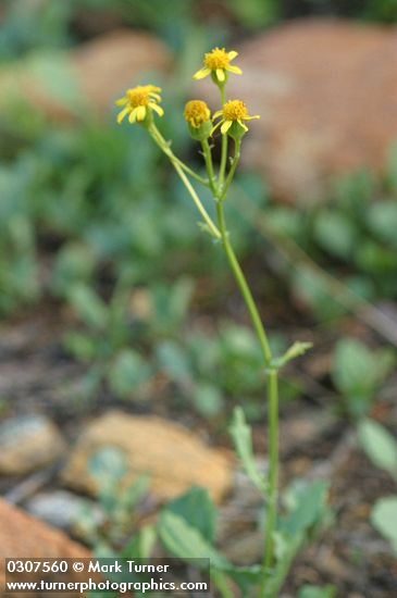 Packera streptanthifolia