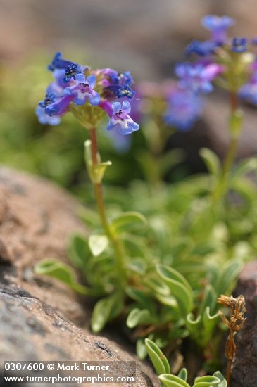 Penstemon procerus var. formosus