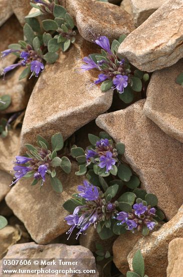 Collomia debilis