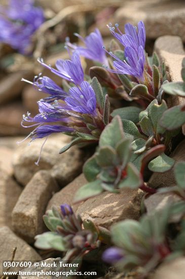 Collomia debilis