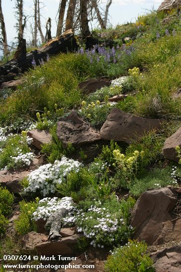 Phlox hoodii; Castilleja glandulifera; Lupinus sp.