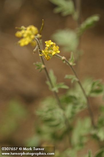 Descurainia incana