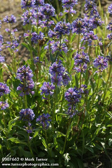 Penstemon attenuatus