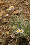 Eaton's Shaggy Daisy