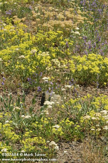 Erigonum sp.; Penstemon venustus; Achillea millefolium