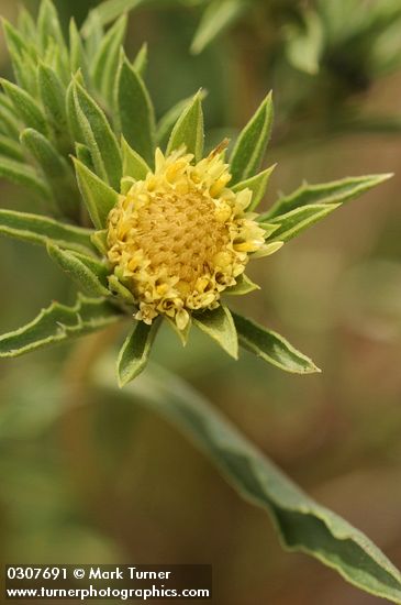 Pyrrocoma carthamoides (Happlopappus carthamoides)
