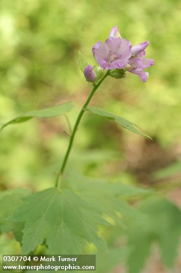 Iliamna rivularis