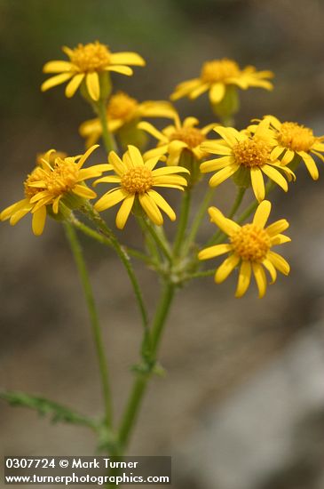 Packera streptanthifolia