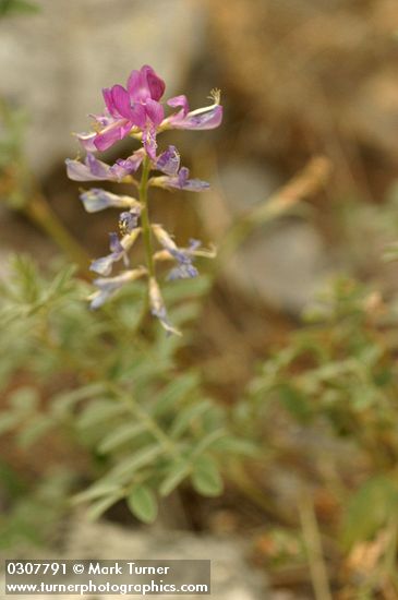 Hedysarum boreale