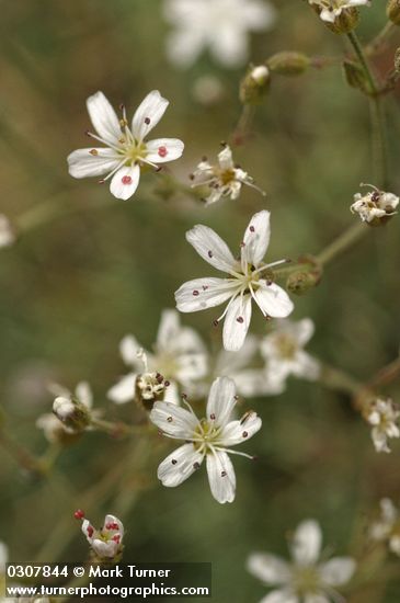 Arenaria capillaris