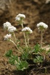 Ballhead Ipomopsis
