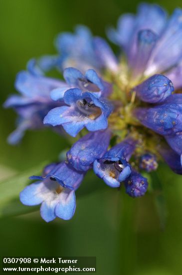 Penstemon globosus