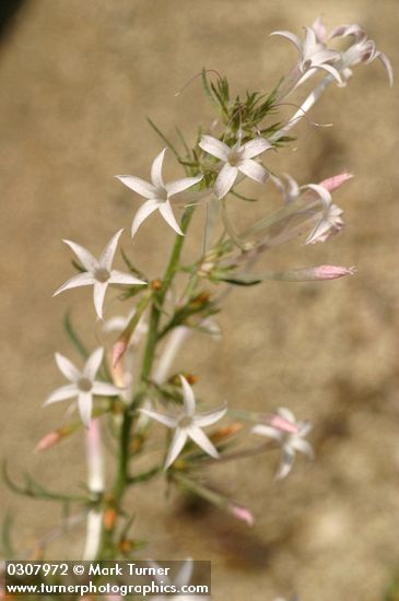 Ipomopsis aggregata