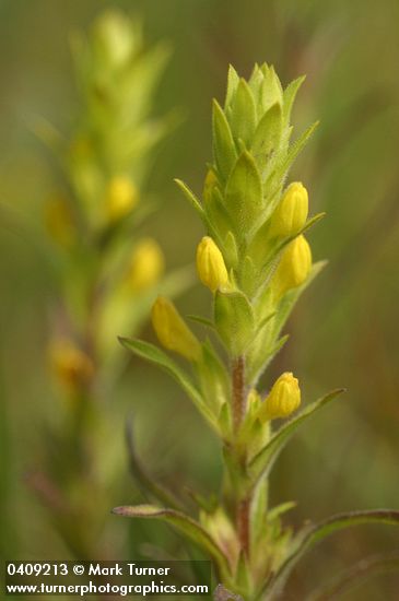 Orthocarpus luteus