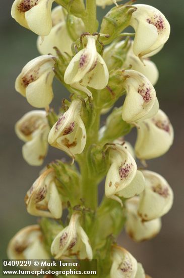 Pedicularis contorta